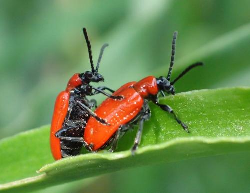 Réf. 231 428 : Lilioceris lilii